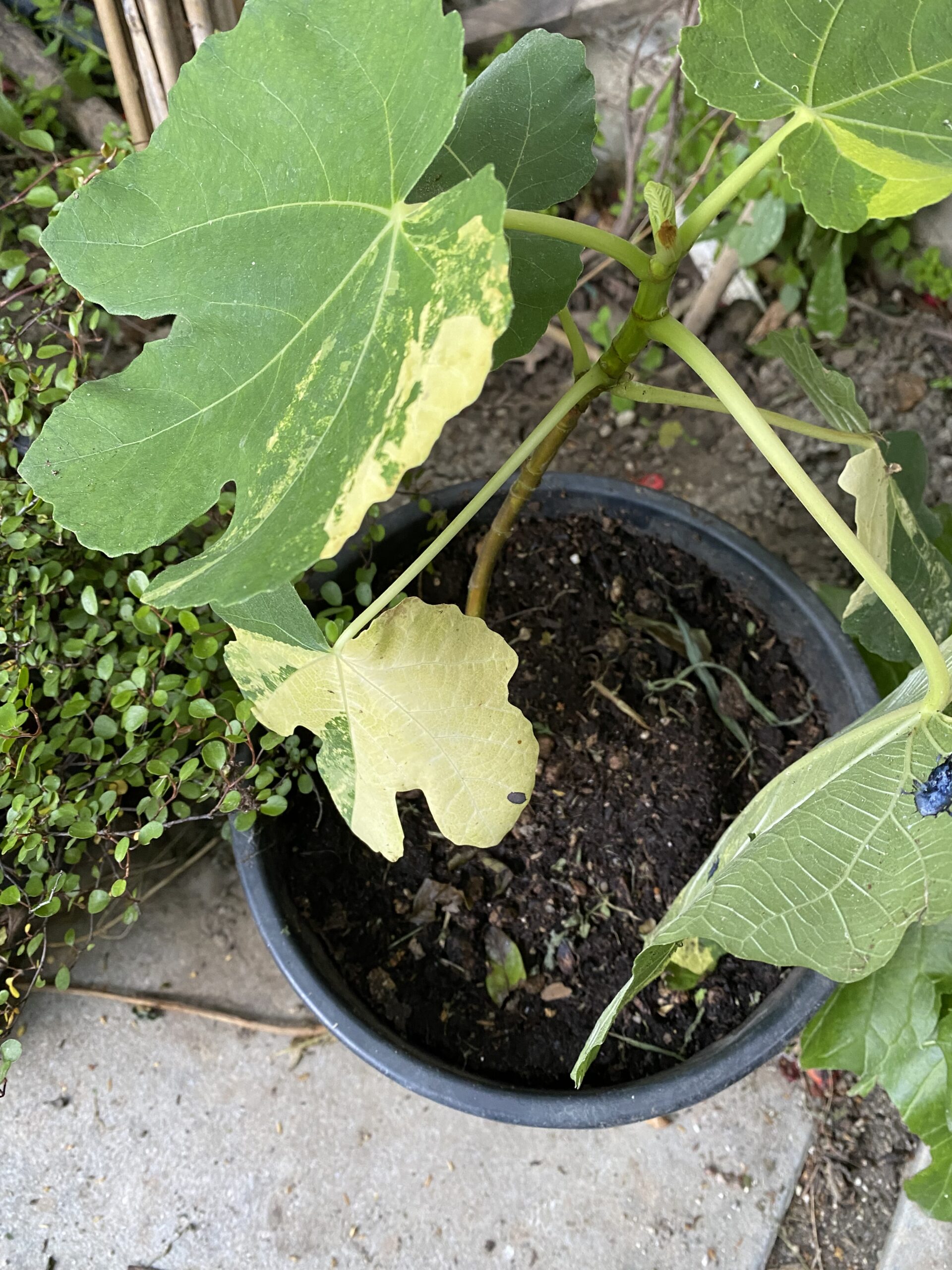 Fico Variegato - immagine 5