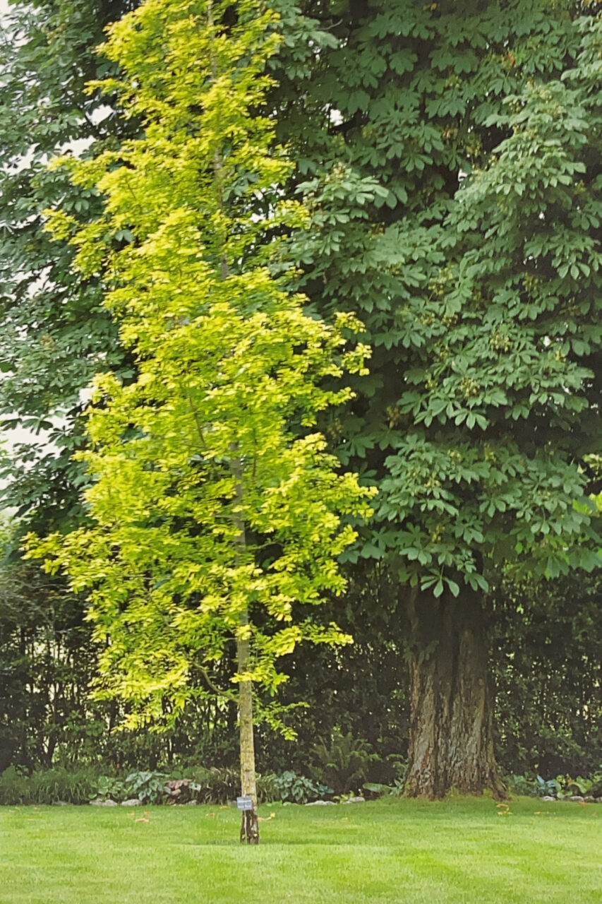 Metasequoia “Gold Rush”.