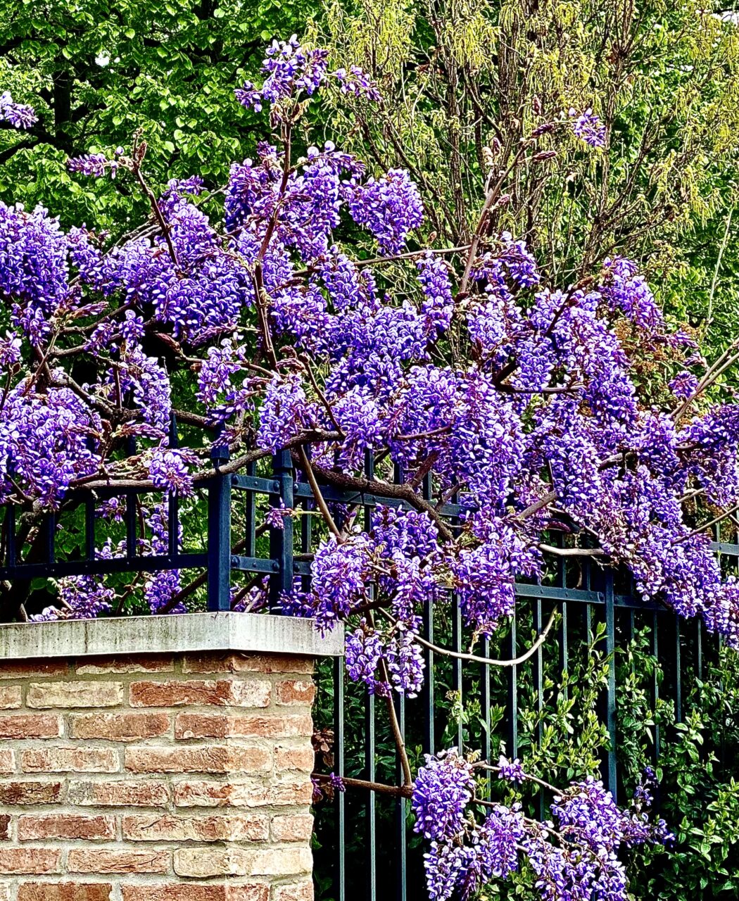 Wisteria Brachybotrys "Ikoyama Fuji"